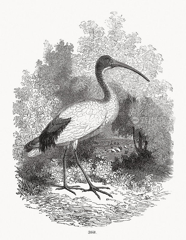 非洲圣朱鹭(Threskiornis a埃塞俄比亚icus)，木刻，1862年出版